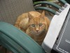 cats2009_01.jpg