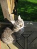 cats2009_03.jpg