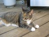cats2009_15.jpg
