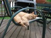 cats2009_27.jpg