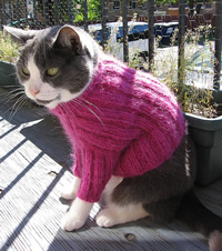 Cat in a sweater
